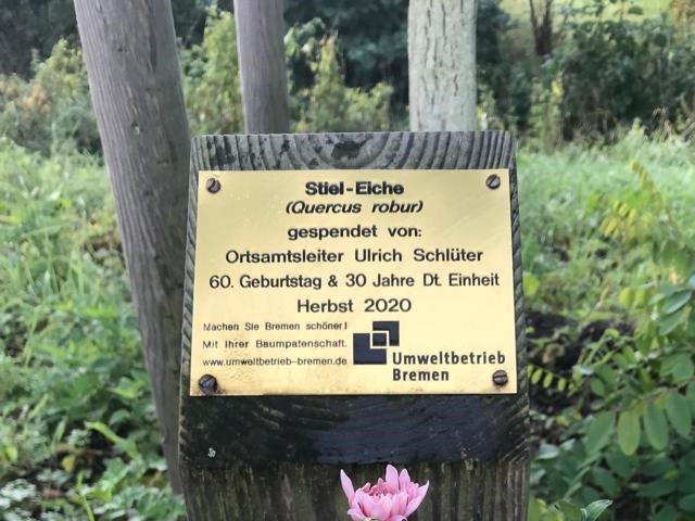 Stieleiche in der Osterholzer Dorfstraße